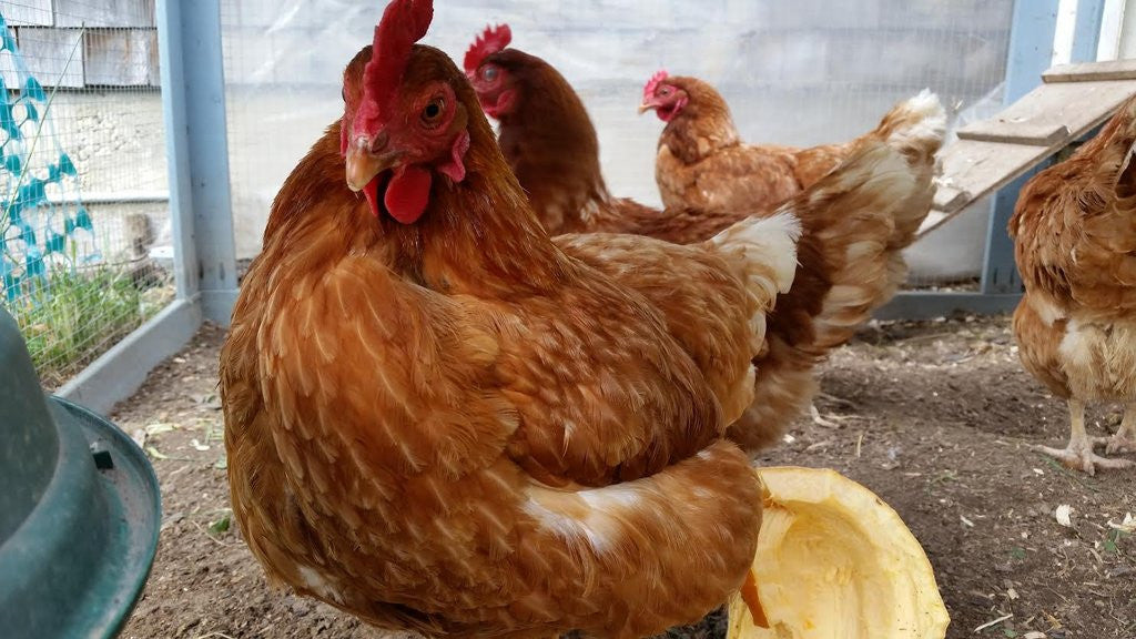 Are chickens legal in Canada?