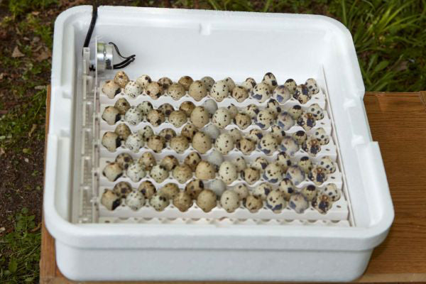 Quail Rails for Incubator