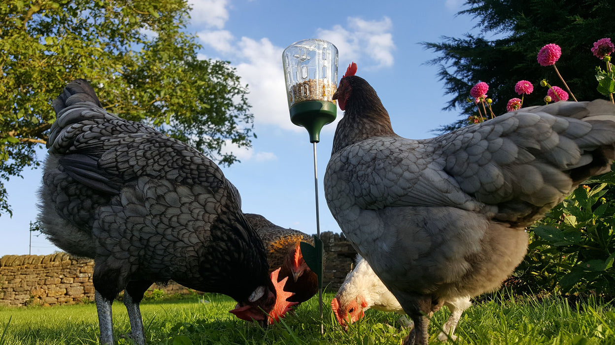 Poppy Chicken Peck Toy