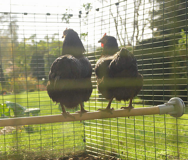 Chicken Perch 1m