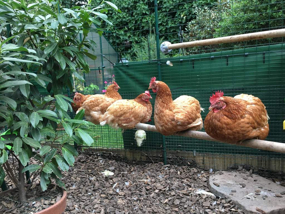 Chicken Perch 2m