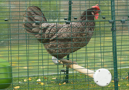 Chicken Perch 1m