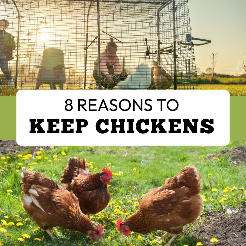 8 Reasons to Keep Chickens