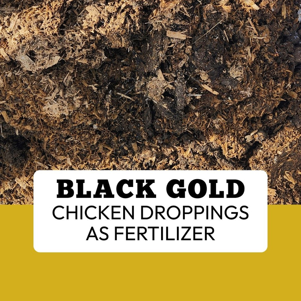 Black Gold: Chicken Droppings as Fertilizer