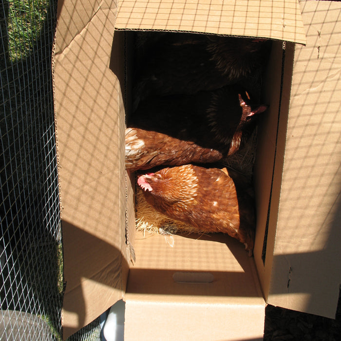 Tips for purchasing chickens