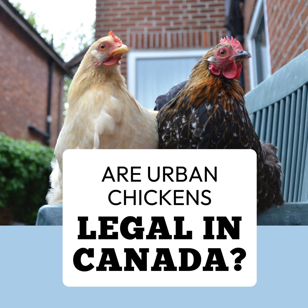 Are urban chickens legal in Canada? — Four Legs or Wings Pets