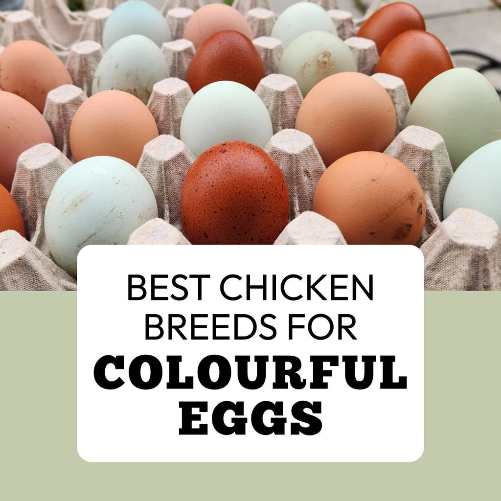 Best Chicken Breeds for Colourful Eggs