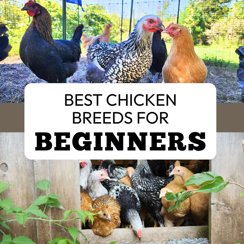 Best Chicken Breeds for Beginners