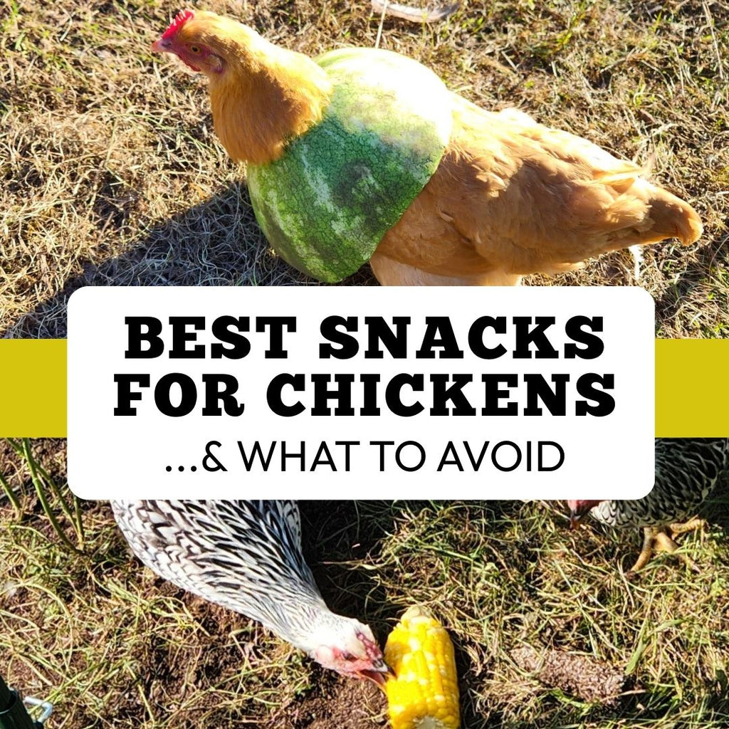A Best Snacks for your Chickens...and What to Avoid