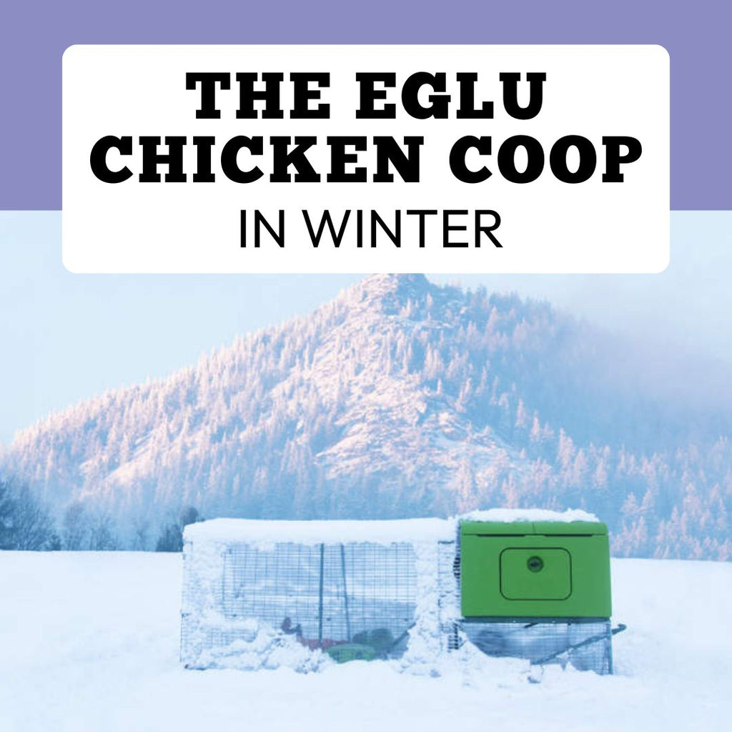 Eglu Chicken Coops in Winter