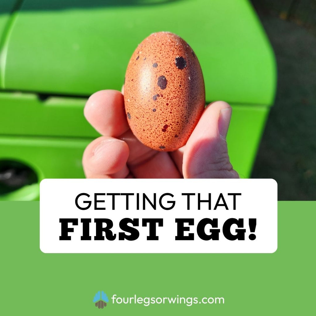 Getting That First Egg