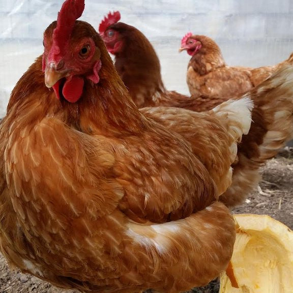 Are chickens legal in Canada?