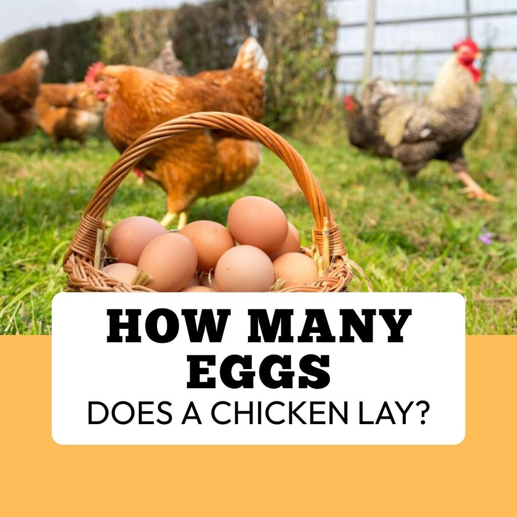 How Many Eggs Does a Chicken Lay?