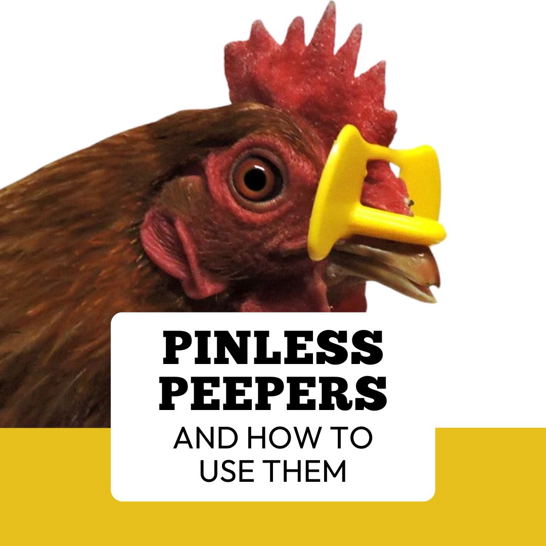 What are Pinless Peepers and How Do I Use Them? — Four Legs or Wings Pets