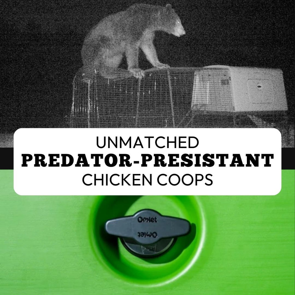 Unmatched Predator-Resistant Chicken Coops