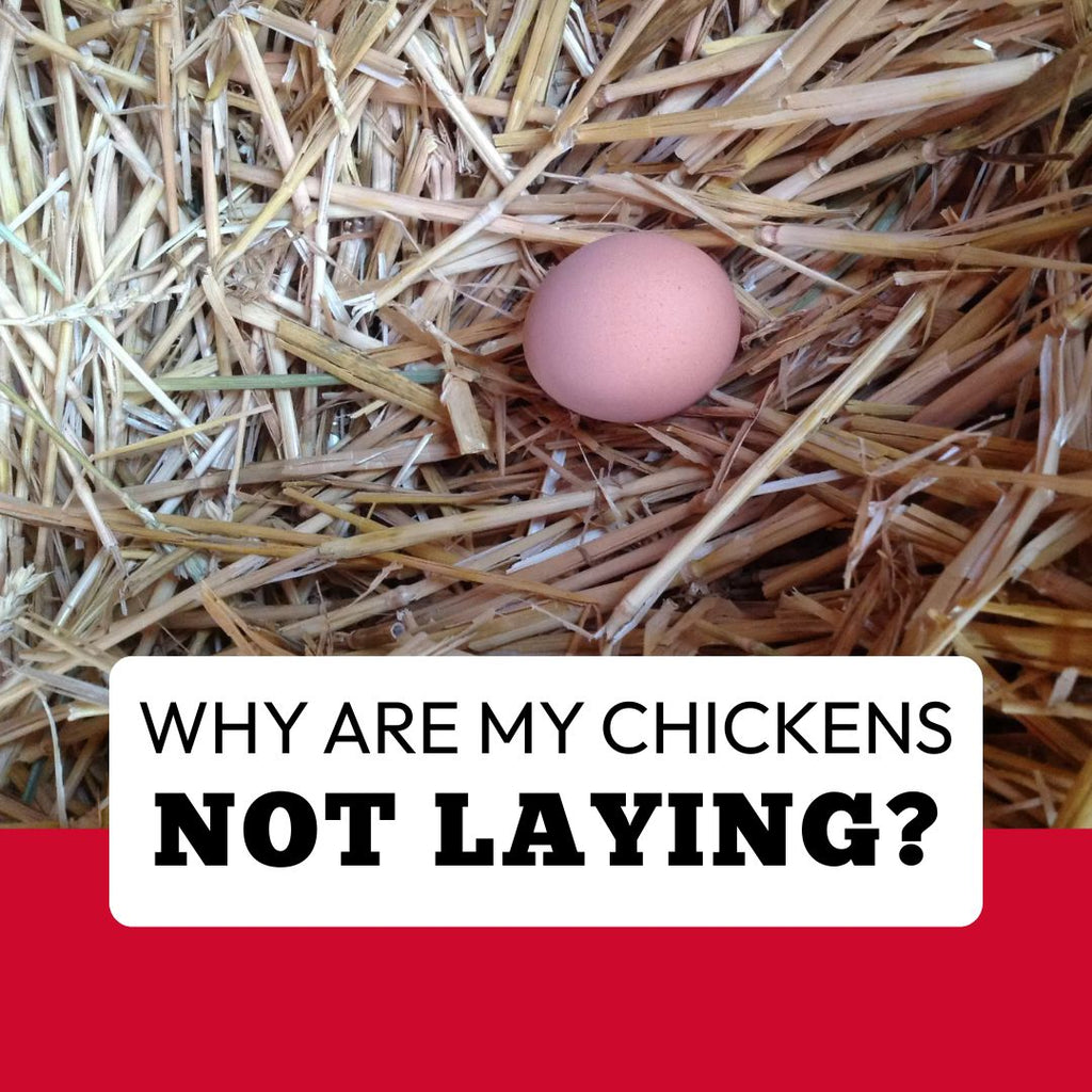 Why are my Chickens NOT Laying?
