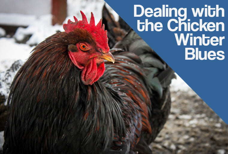 Dealing with the Chicken Winter Blues