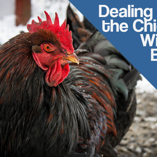 Dealing with the Chicken Winter Blues
