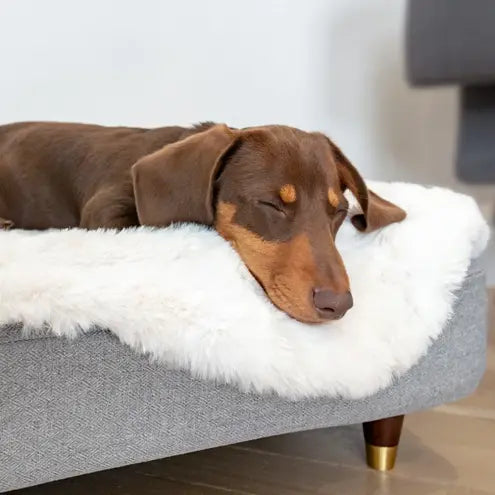 Topology Dog Bed Collection