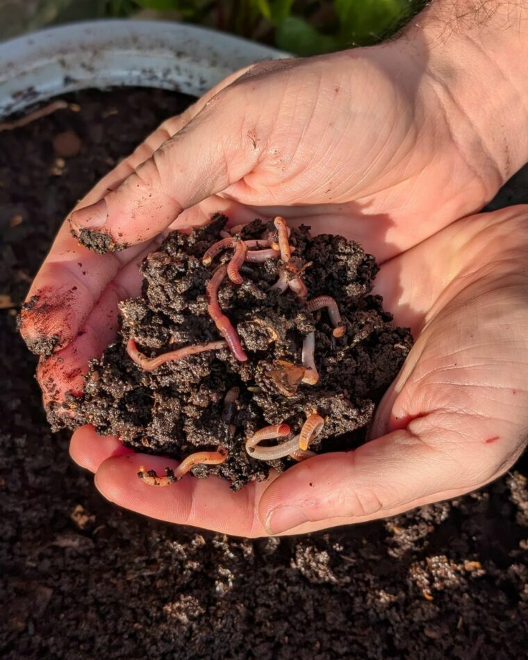 Hands holding compost and worms