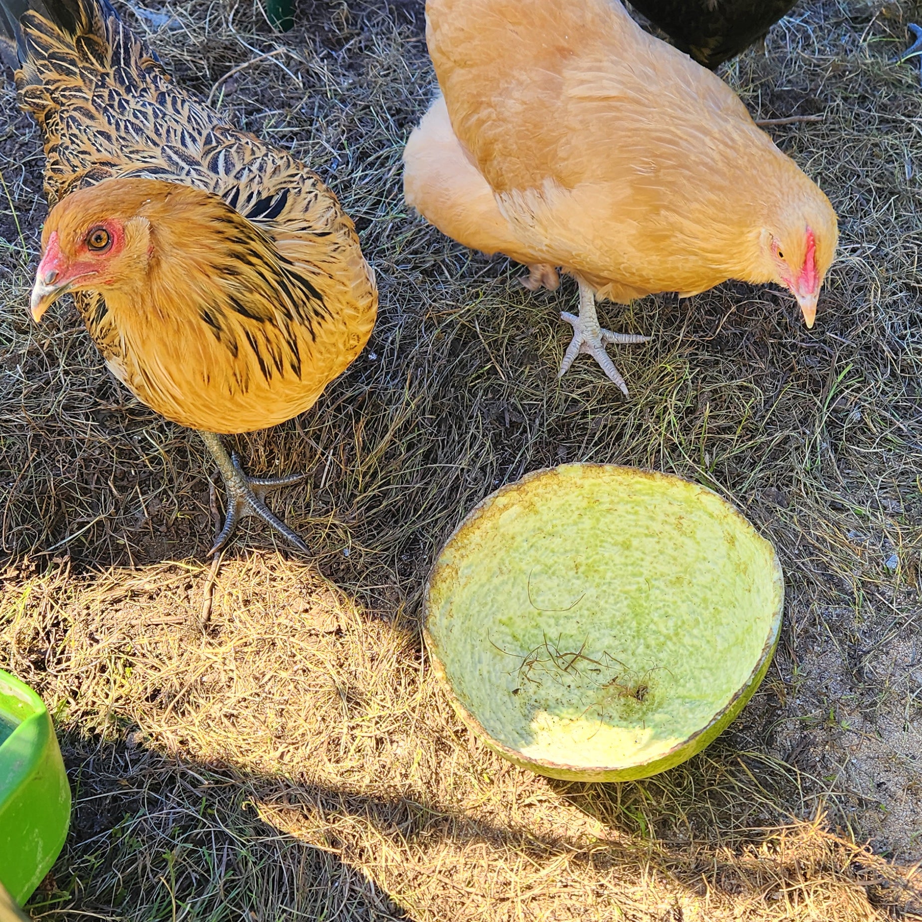 Chickens eating last scraps of a watermelon rind