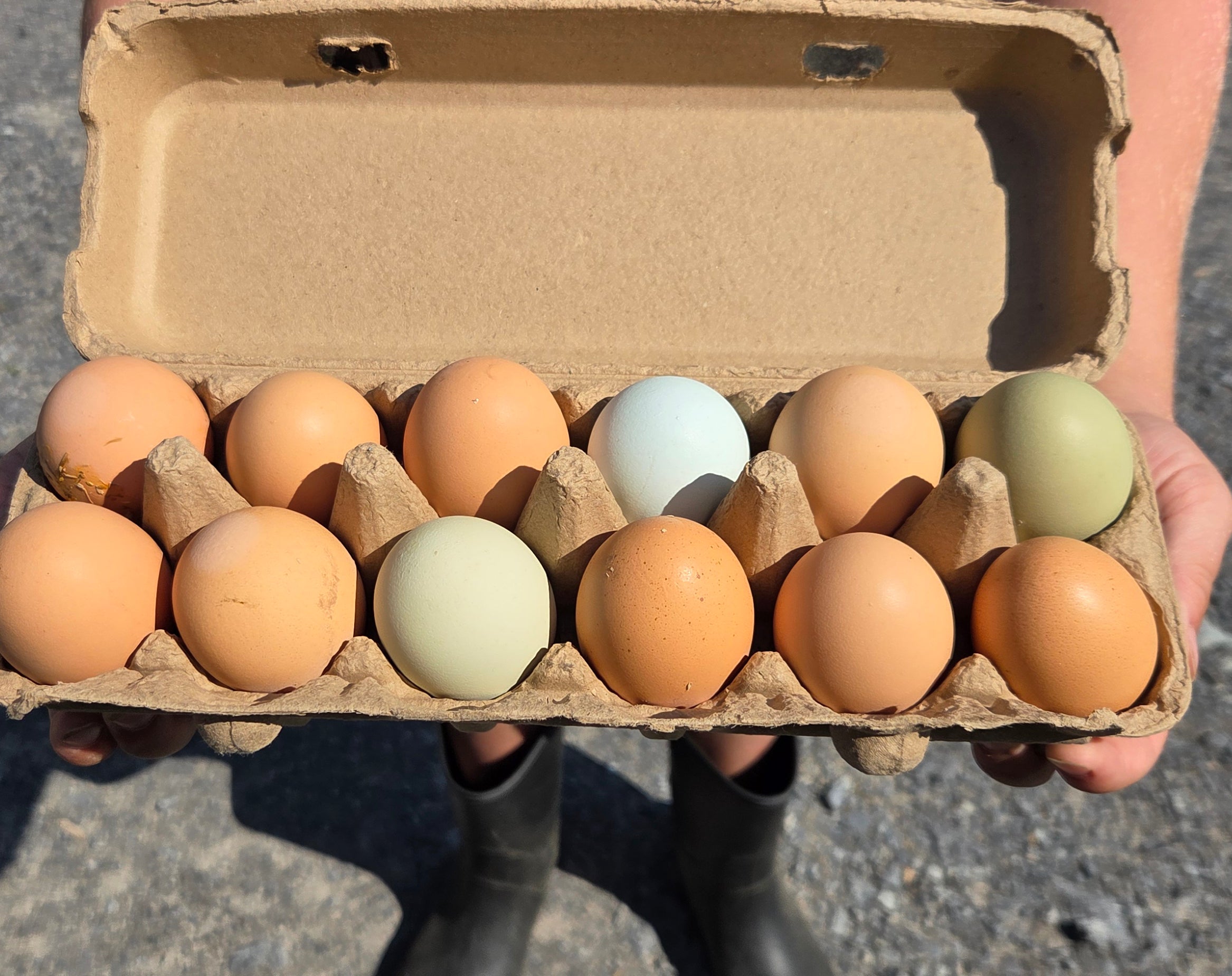 Boy holding an egg carton with a dozen brown blue and green eggs