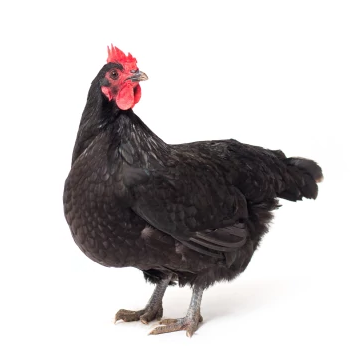Black Australorps hen