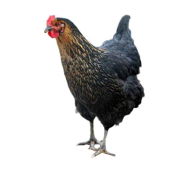 Black sex link hen