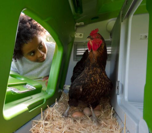 boy collecting eggs from Omlet Eglu coop