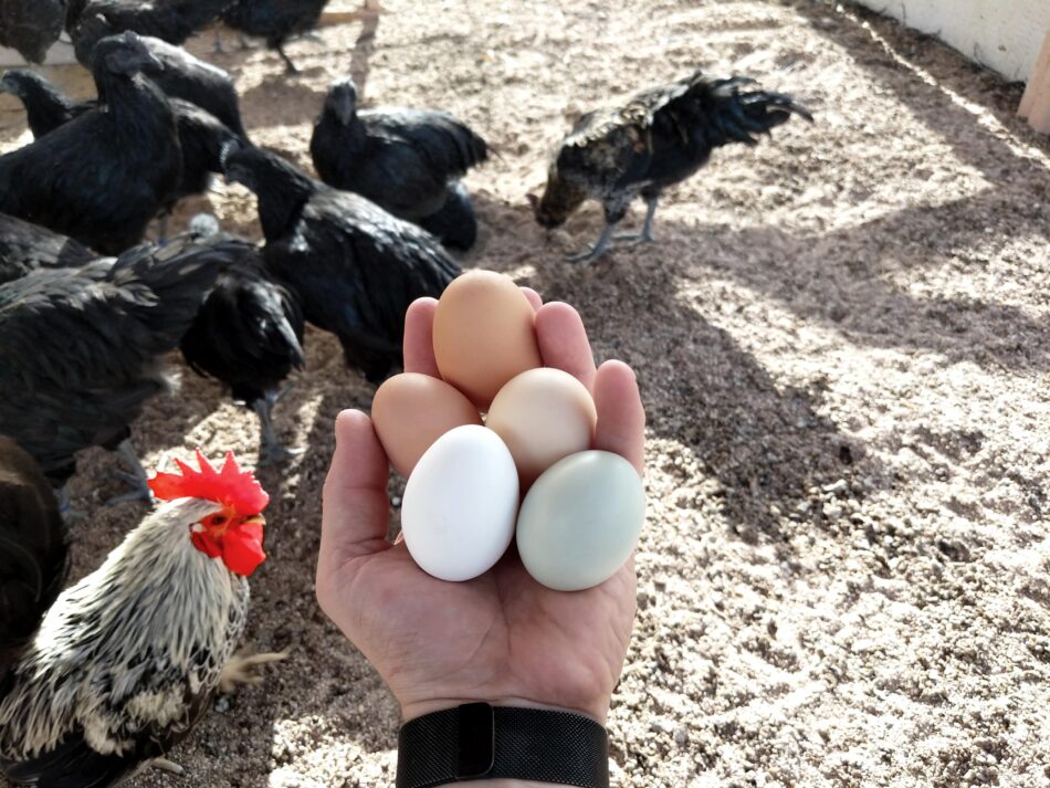 Hand holding different coloured eggs with chickens in the background