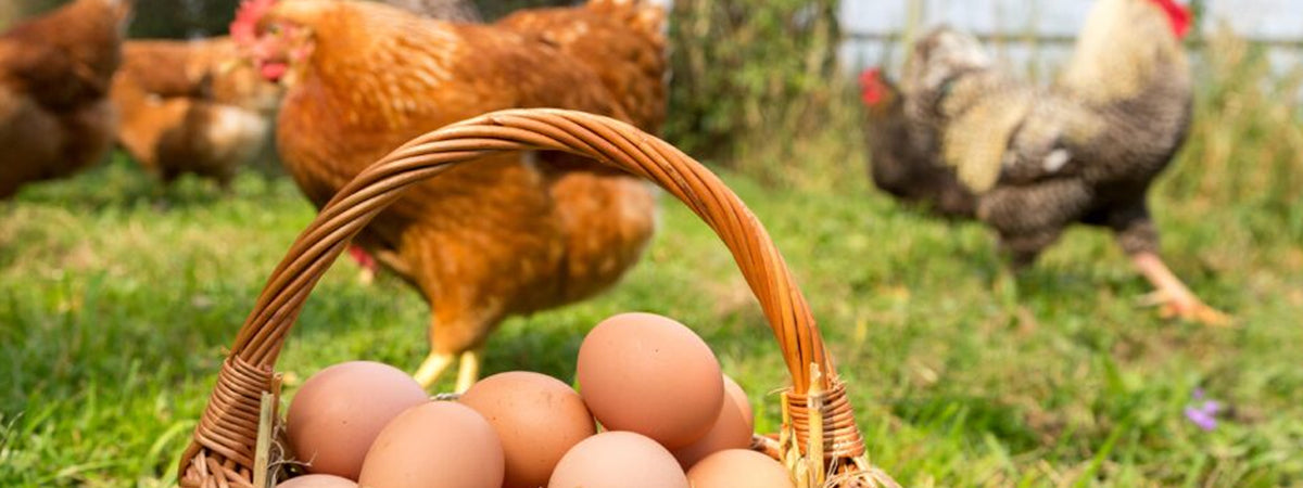 Basket of brown eggs in the grass with chickens