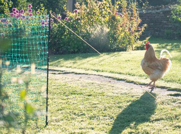 Chicken free-ranging in a backyard garden