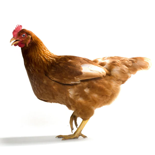Red sex link hen