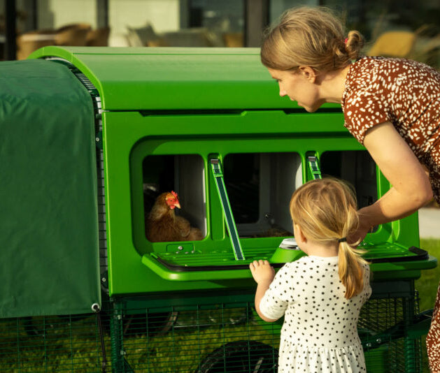 Mom and kid at the nesting box of an Omlet Eglu Pro