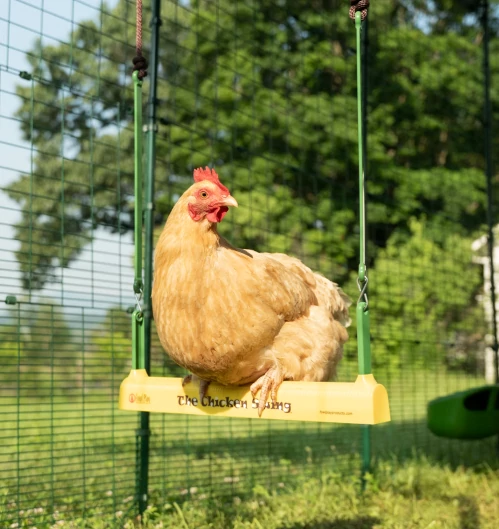 Chicken perched on a chicken swing