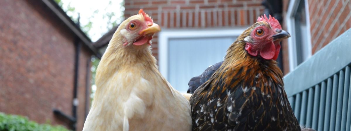 Chickens sitting on a bench in a backyard