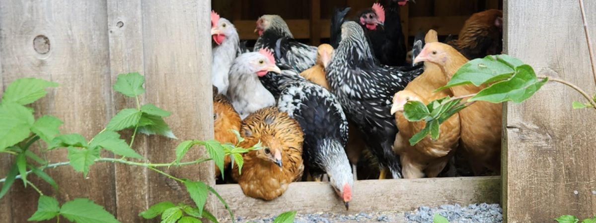 Modern Chicken Coop in Winter