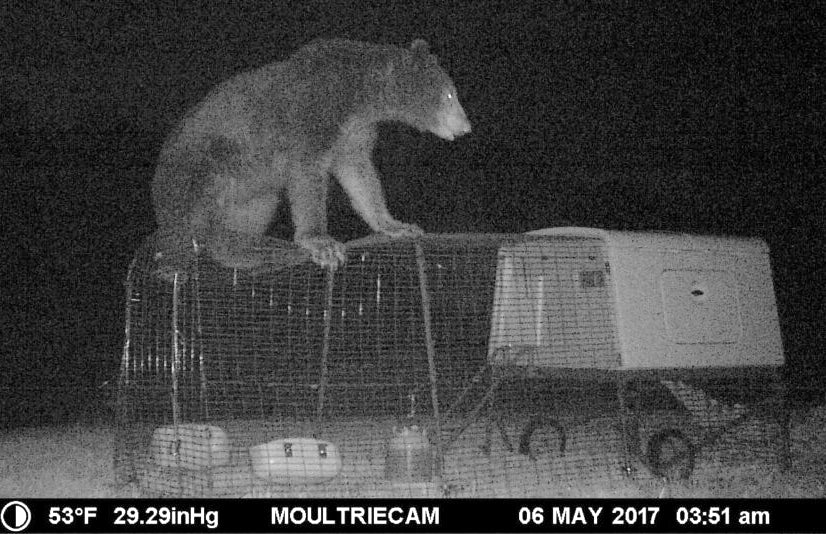 300 pound bear unsuccessful trying to get into an Omlet Eglu Cube chicken coop
