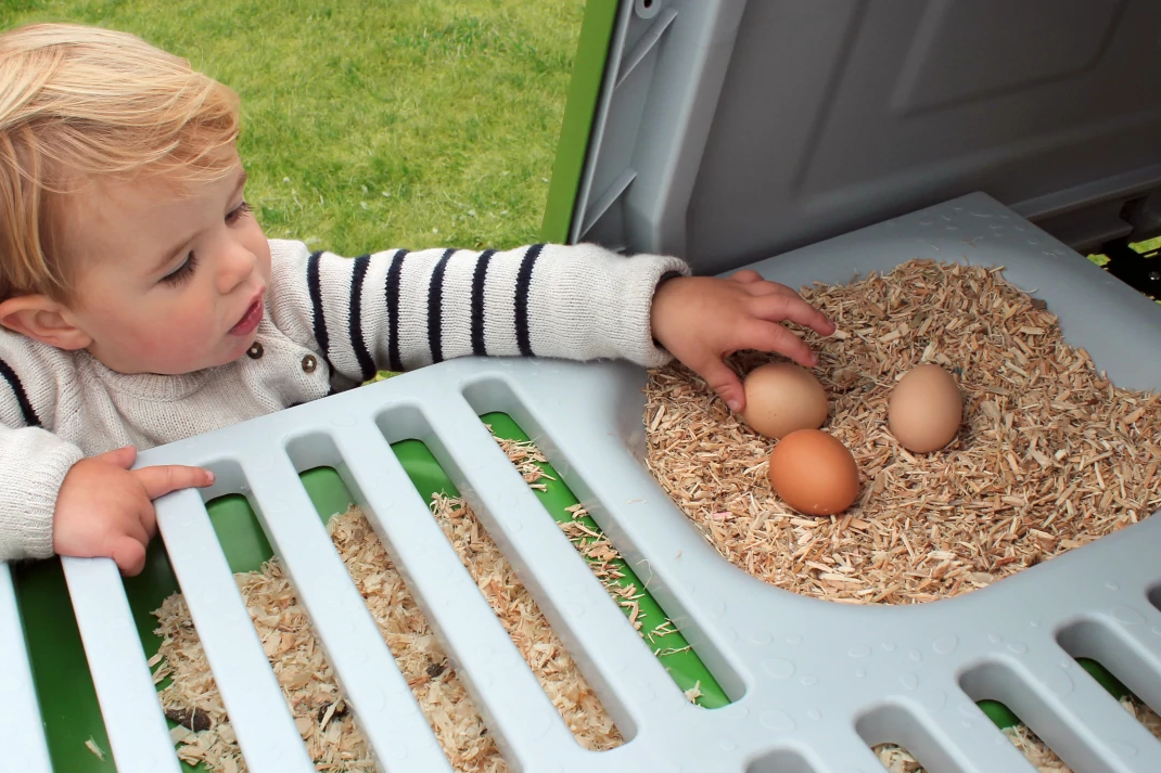 boy collecting eggs from Omlet Eglu coop