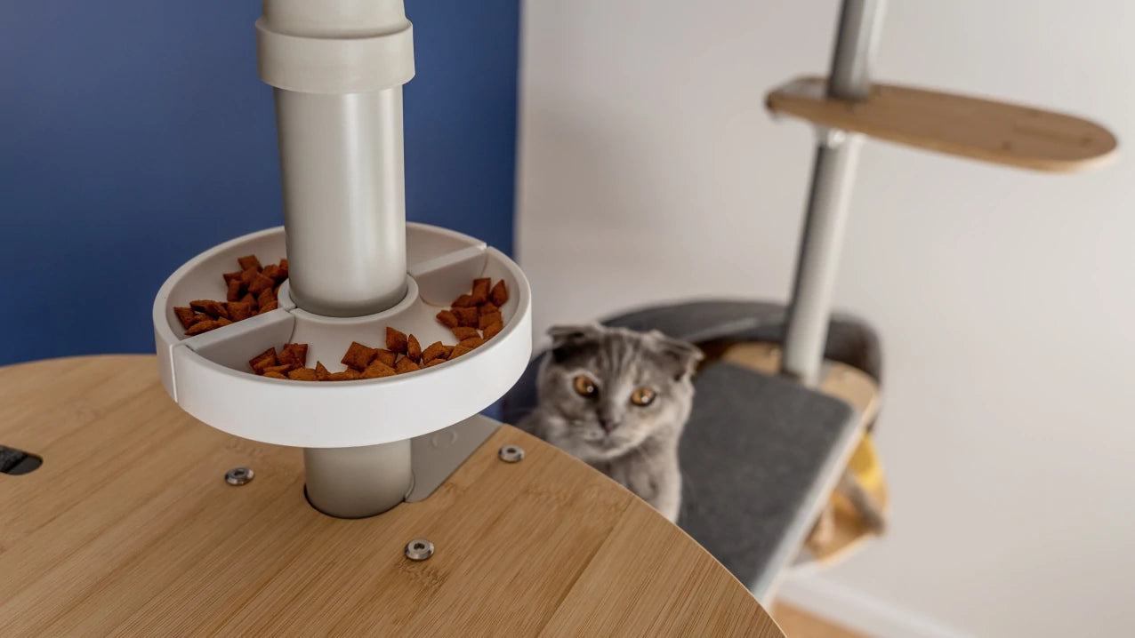 Cat looking up to a bowl of treats on a cat tree
