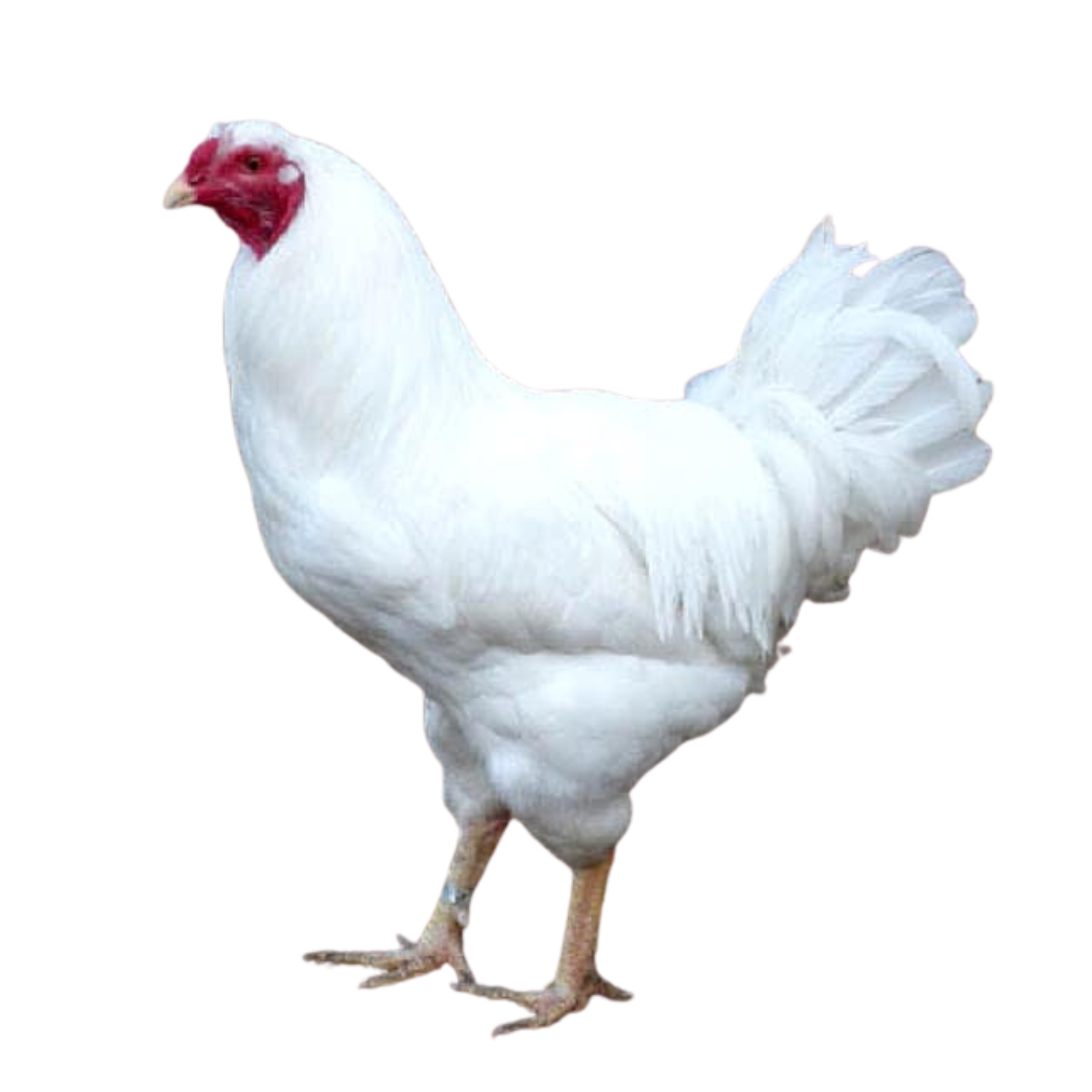 Chantecler hen