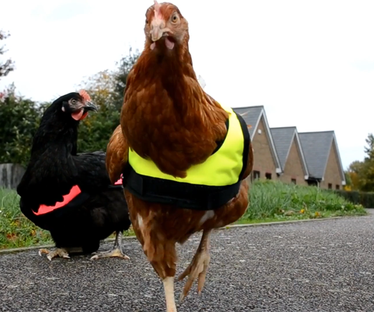 Chickens wearing visibility vests and crossing the road