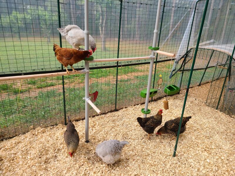 Chicken on a customizable perch from Omlet