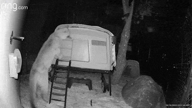 Cougar unsuccessfully attempts to enter Omlet Eglu Cube