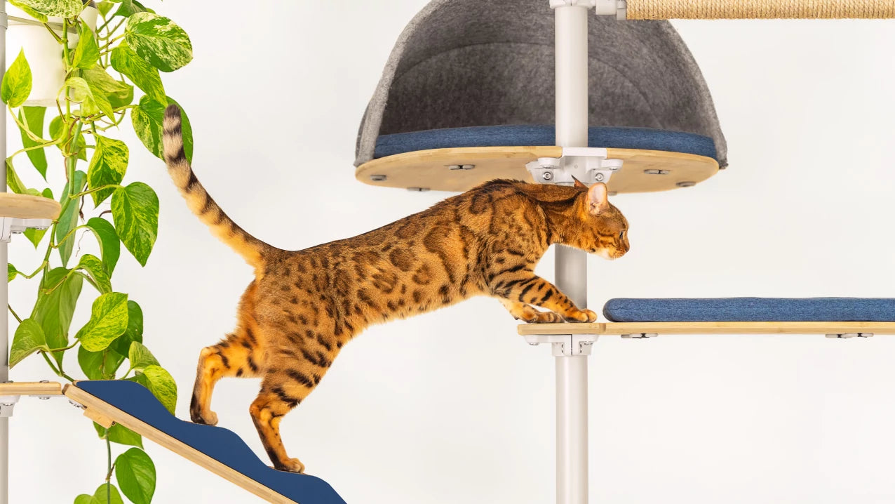Cat climbing on the Freestyle Indoor Cat Tree