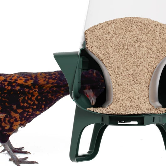 No Waste Chicken Feeder