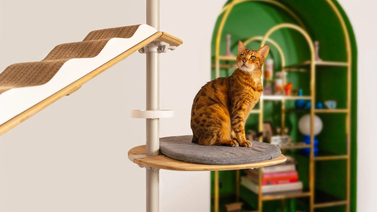 Cat sitting on raised platform connected to cat tree