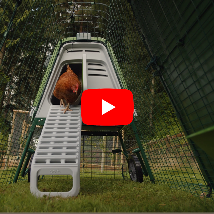 Omlet Eglu Go Up Raised Chicken Coop Four Legs or Wings Pets Omlet Eglu Go Up Raised Chicken Coop Four Legs or Wings Pets