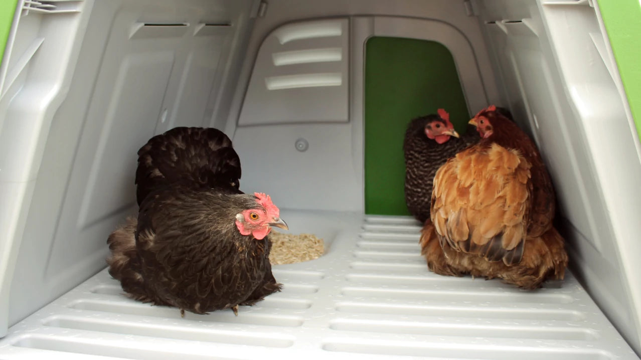 Chickens roosting inside modern chicken coop