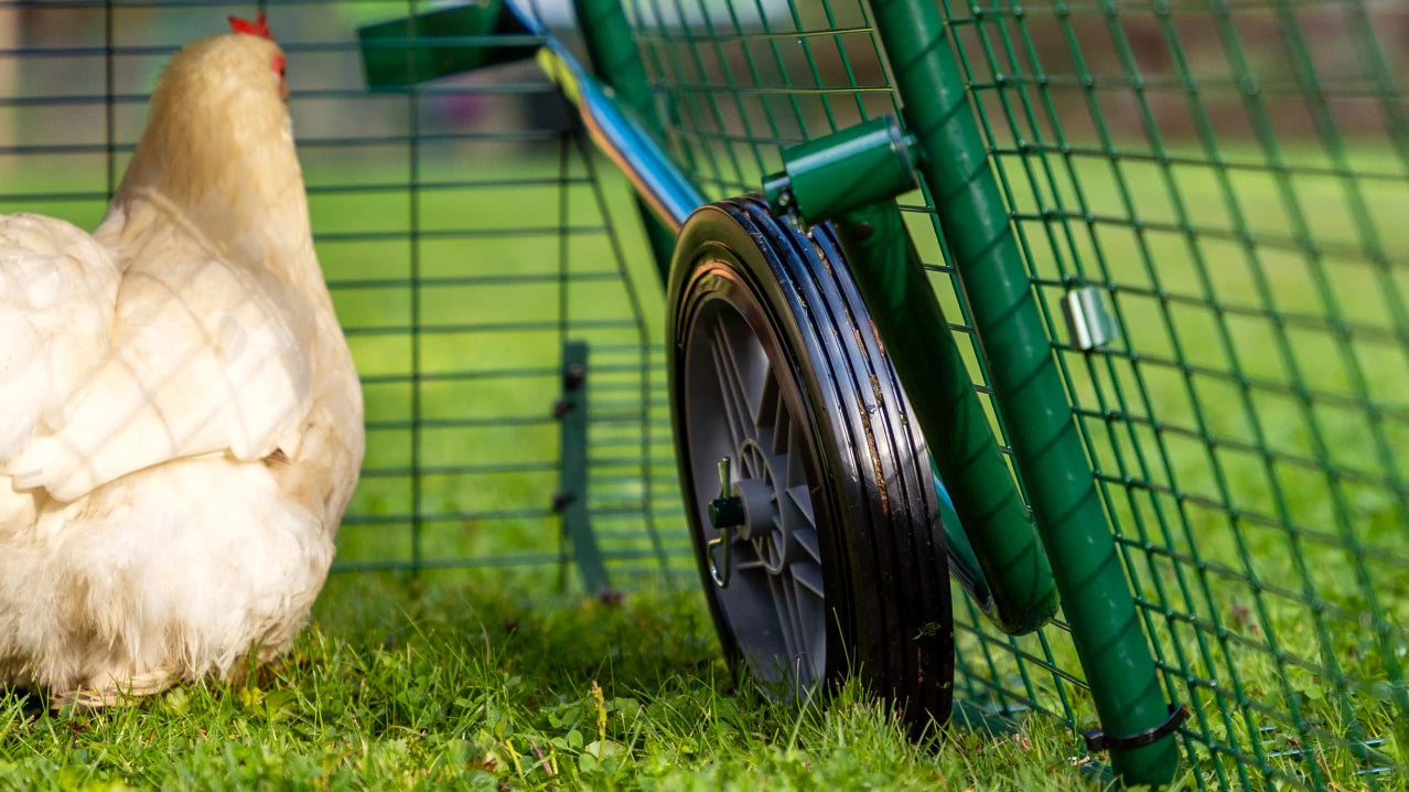 Modern chicken tractor with wheels to easily move to fresh grass